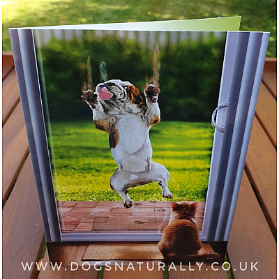 Bulldog Birthday Card (Patio Door)
